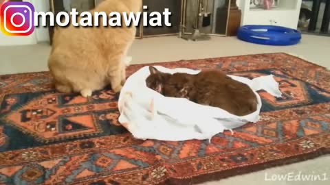Pets will affect youLike and Subscribe