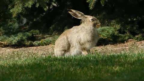 Jackrabbit Belongs to Hare Family