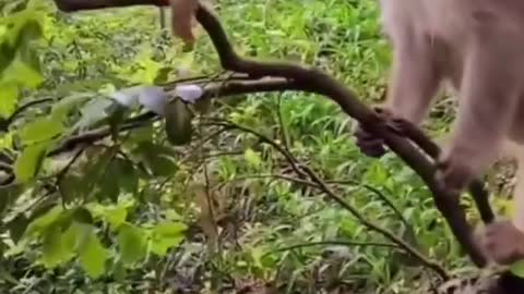 The monkey is playing with mom