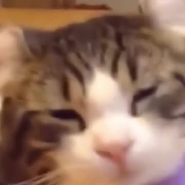 Kittens & Pups Cutest 2021 Try not to Laugh - 11