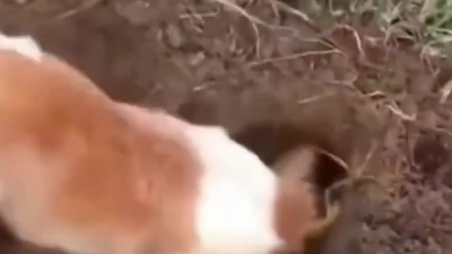 FUNNY ANIMALS VIDEOS TRY NOT TO LAUGH 🤣 | FUNNY CATS | FUNNY DOGS