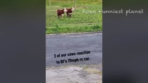 ANIMAL FUNNY VIDEO...