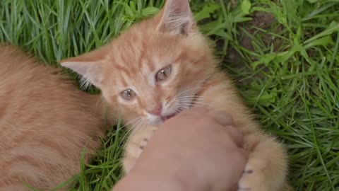 Best Cute Cat Kitten Playing,