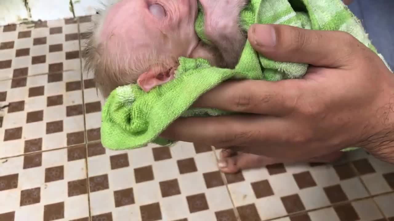 12.Unboxing baby Monkey Days 1