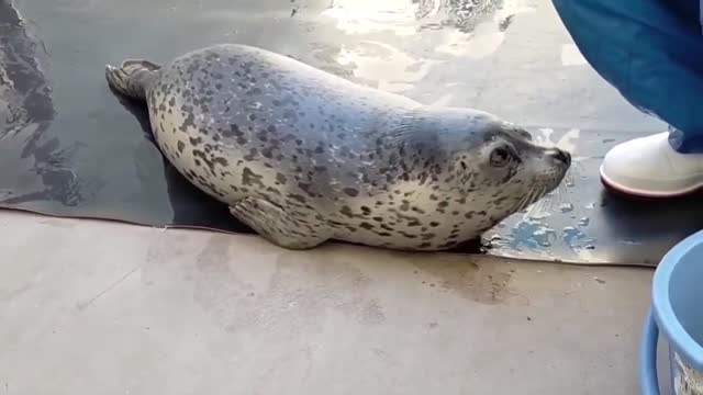 Feeding the seal pups