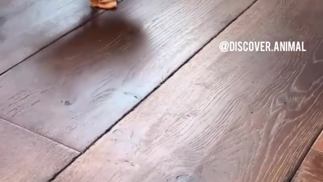 Loving parrots affectionately hug their cat friend