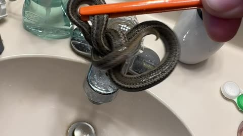 Found a Snake in My Bathroom Sink