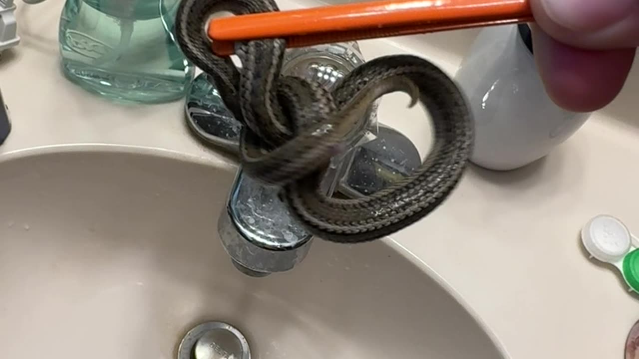 Found a Snake in My Bathroom Sink