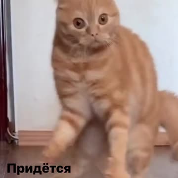 I don't understand what the lector saying but cat face is on point XD