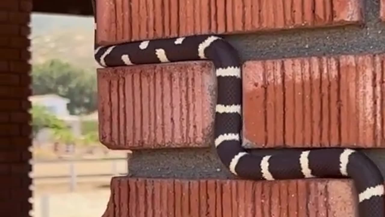 Nature Creature