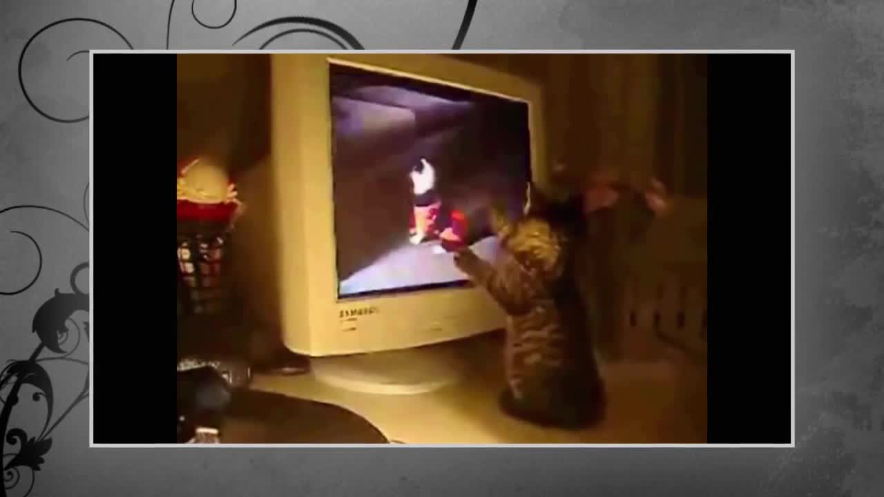 Cat jumping watch tv on seen another cat