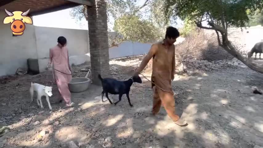 Dog and goat meting