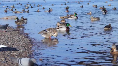 Ducks standing on the shore of the river