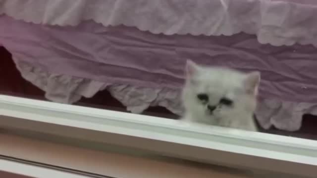 Can't this kitten see the glass in front of it?
