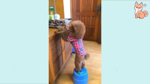 Funny DOG Videos