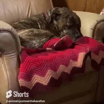 Dogs throughout the day