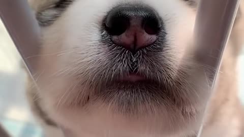 Howl For The First Time