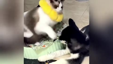 New Funny Animals 😂 Funniest Cats and Dogs Videos 😺🐶