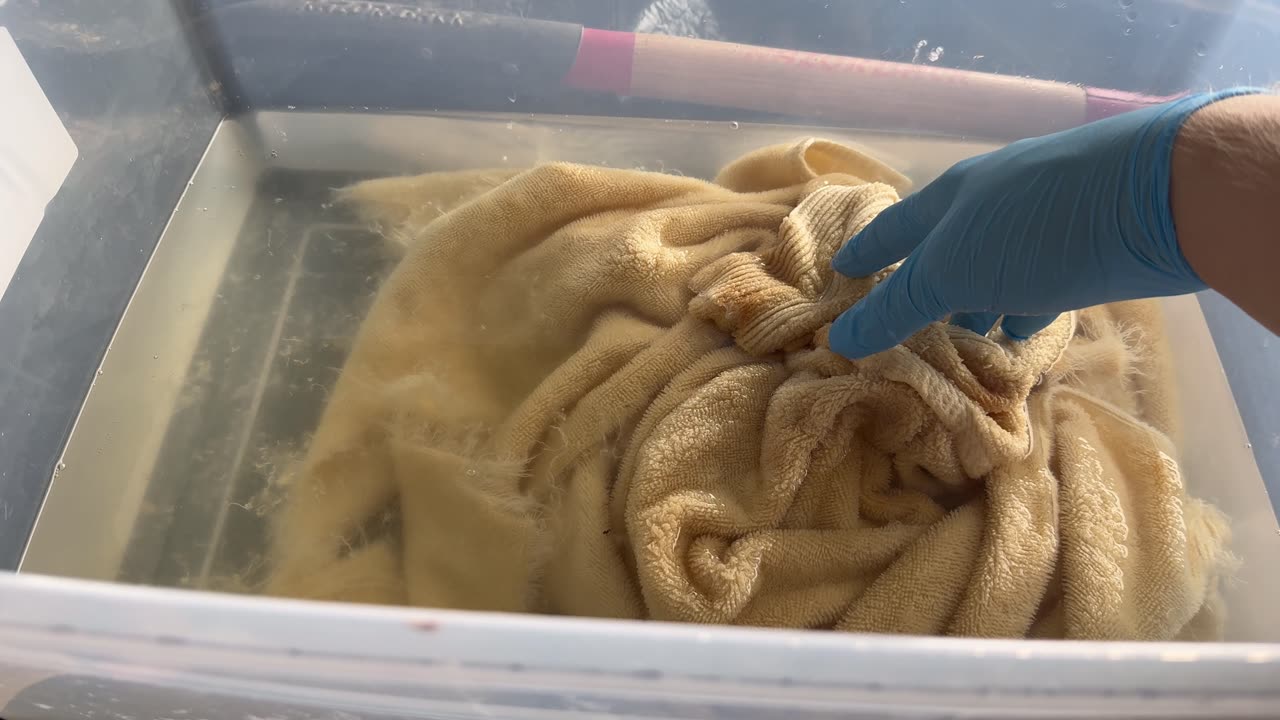 The Towel of Gunk Gets Put Through the Wringer Part 41 of 42. Load #36βs 5 Day 5+ Hour Warm Water Soak with the Clorox Concentrated Bleach Powder on Thursday, 07/04/2024, at 12:16 EDT πΊπΈπ½πβ₯οΈ.