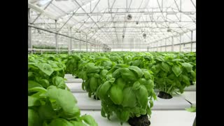 Bitchute Exclusive Video 10 Plant Collectors