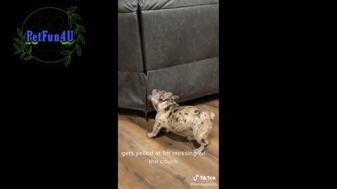 Funny Dogs