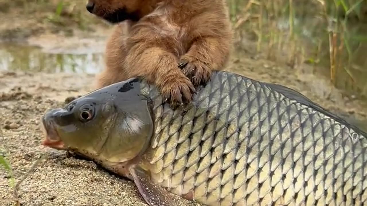 Dog and fish have a good friendship.