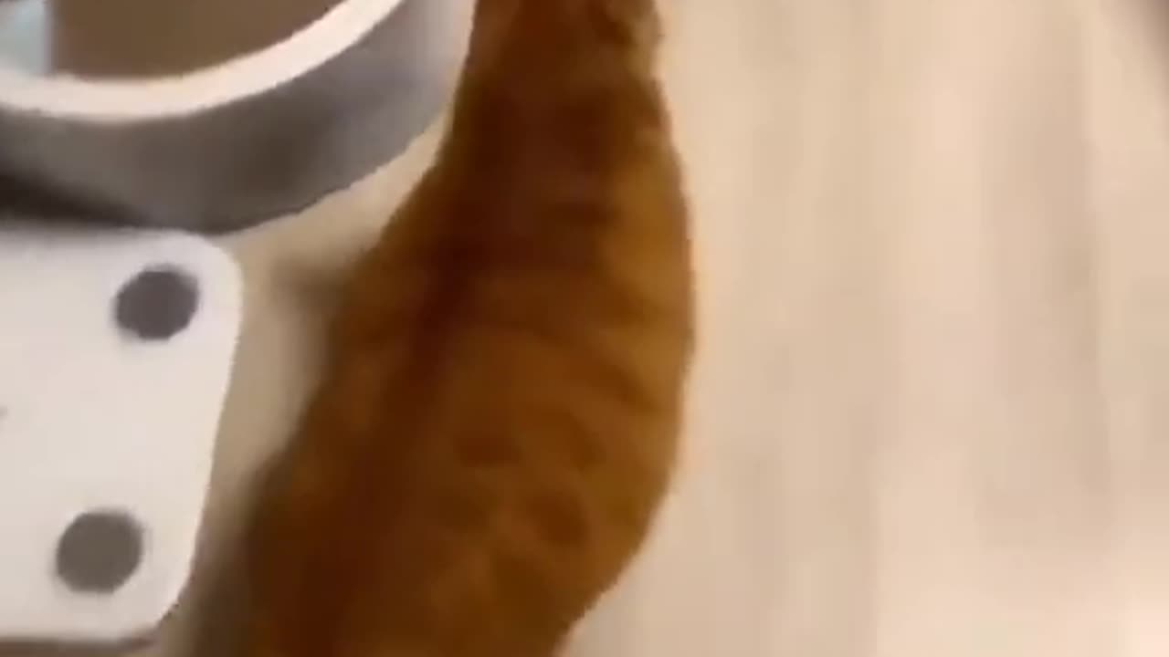 funny cats