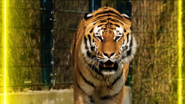 Latest version of the year|Beautiful big cat|Interesting pet dogs and cats