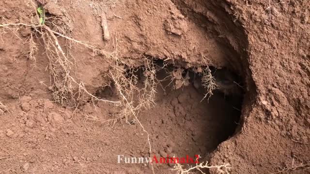 They help you dig up your puppies. Surprising!😂👏