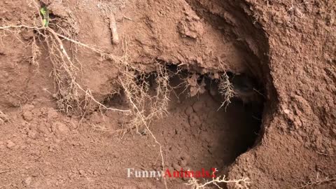 They help you dig up your puppies. Surprising!😂👏