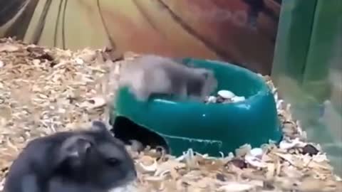 Мышь и сальто