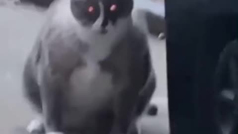 Dancing cat to the disco rhythm 😀