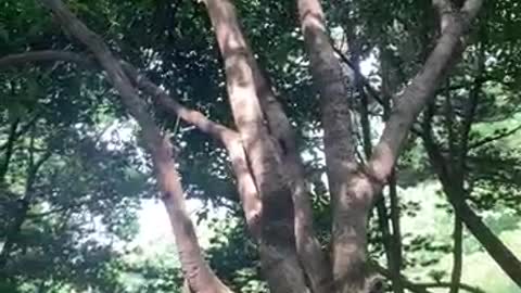 Trees planted as children