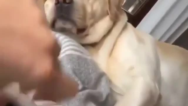 No work today hooman!