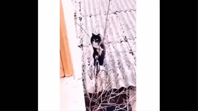 Funniest Animals - Best Of The 2021 Funny Animal Videos