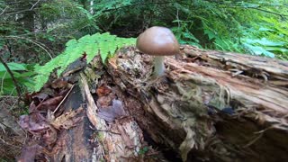 Mushroom