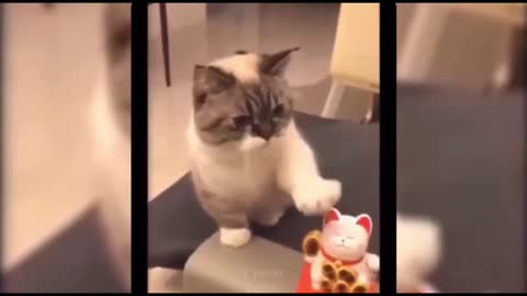 Funny Awesome Pet Video