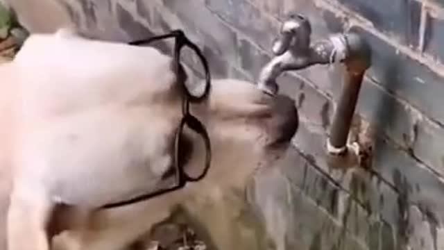 Funny and Cute Dog Video