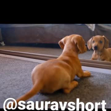 #dogtraining#doglovers#doge#doglovesbaby#dogsale#dogbath#dogbussiness#dogbite#dogcare#dogcute