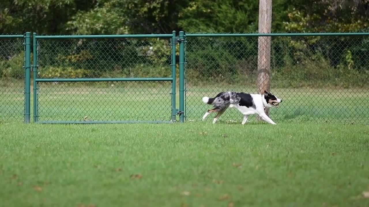 Dog running in slow motion