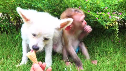 Dogs and monkeys are familiar with swimming together, monkeys and dogs are cute