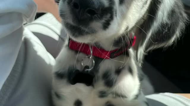 Dog in funny moments