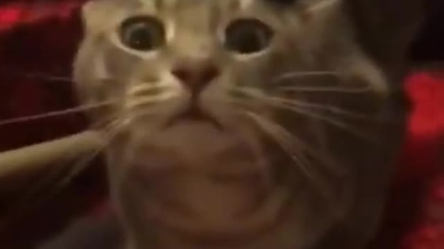 Funny cats 😹 - Try not to laugh 🤣 - Cats in funny situations