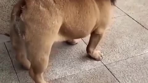 Funny dog video🤣/#shorts