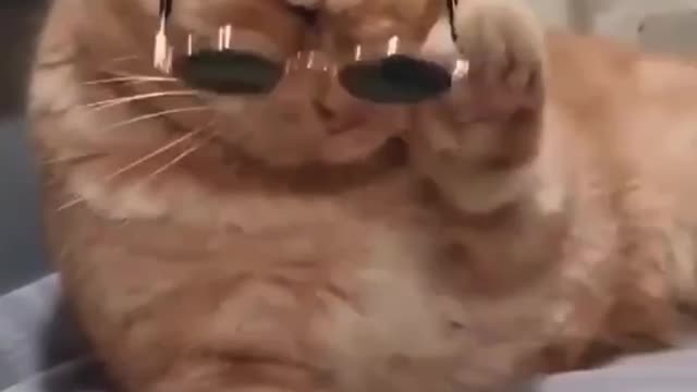 Funny cat wears glasses in swag😎😹