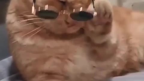 Funny cat wears glasses in swag😎😹