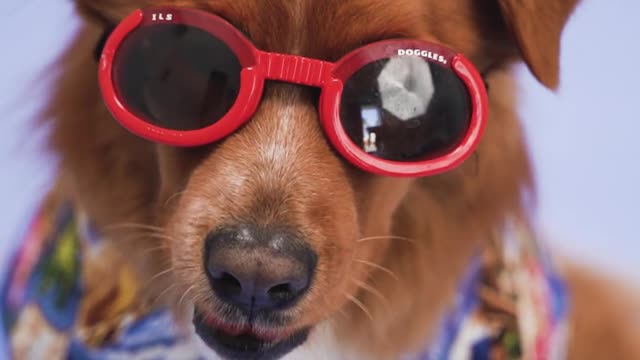 A Dog with Red Sunglasses