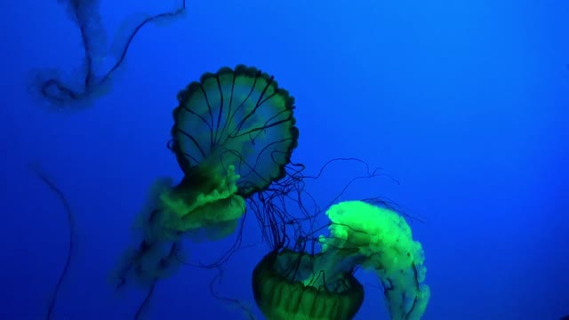 Jellyfish is awesome