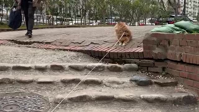 A puppy that can't come even though it's a low stairway.