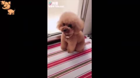 Top 25 Cute Puppy Videos Recopilación divertida de junio de 2021